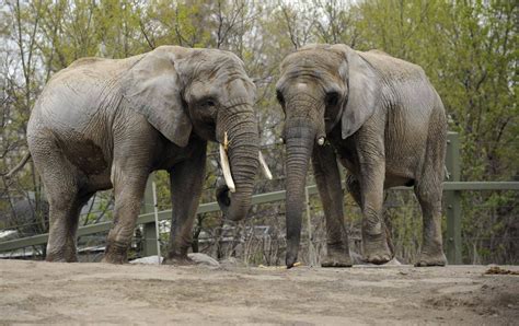 What it’s like to retrieve elephant sperm in the name of ...